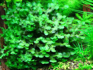 大鹿角苔(植物)挺水性水草.