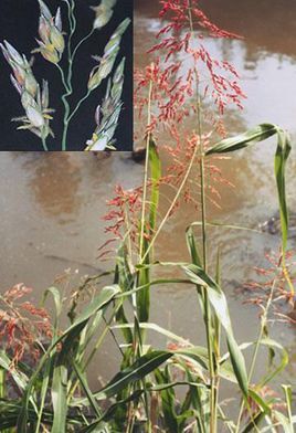 假高粱植物