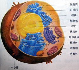 细胞外液 (其他生物学相关)