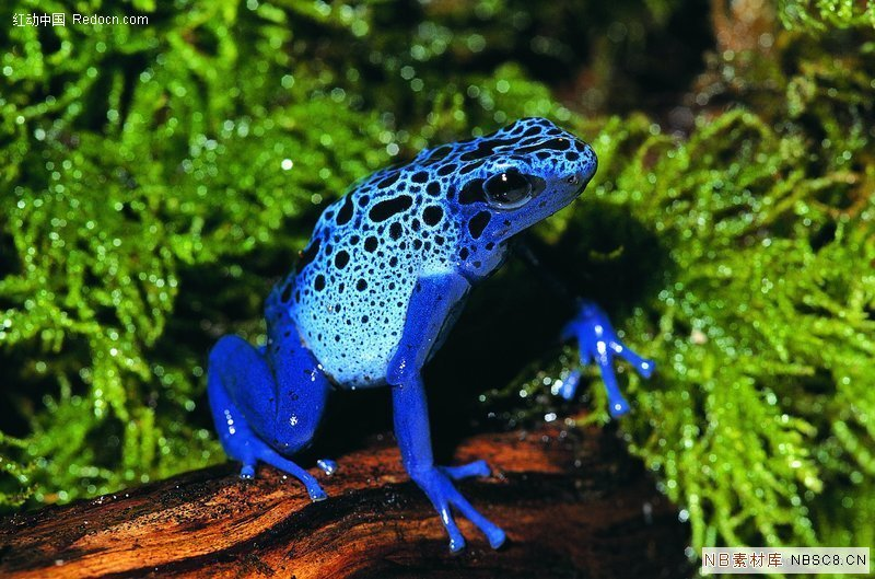 花箭毒蛙其他生物相关