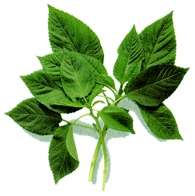 王菜 (其他人物相关)