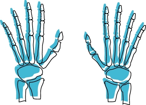 骨节 (汉语词汇)