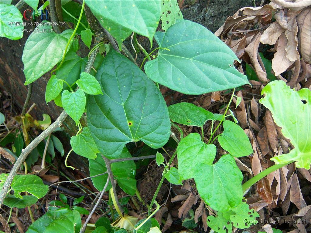 中华青牛胆 (植物)