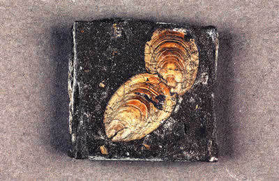 舌形贝属 (非生物)