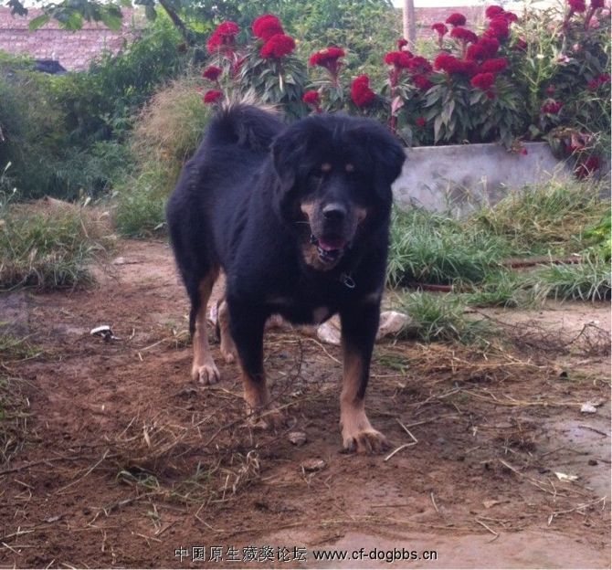 草原大笨狗(动物)