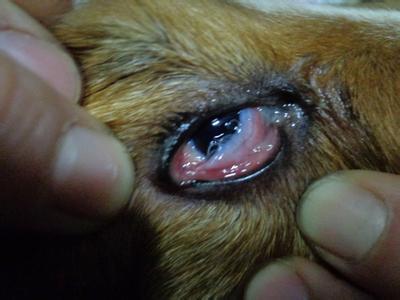 是一种寄生在狗,猫等动物眼部的线虫,亦可寄生于人的眼部,引起结膜