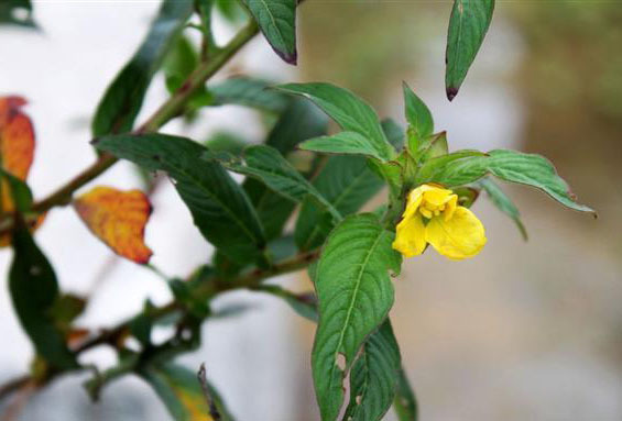 草龙(植物)