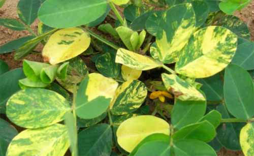 花生条纹病毒病 (疾病)