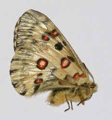 小红珠绢蝶甘南亚种 (动物)