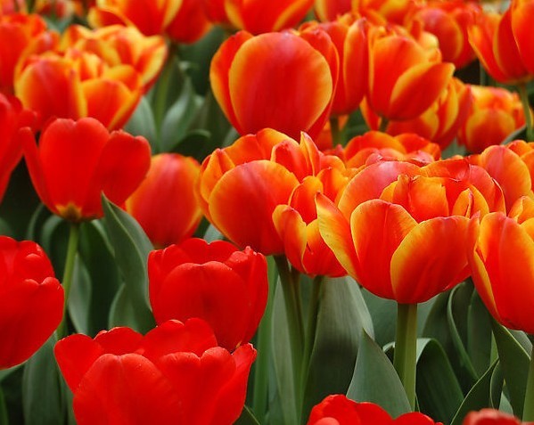 郁金香碎色病毒