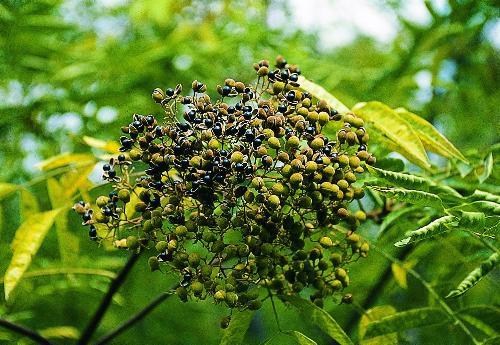 傘花木 (植物)