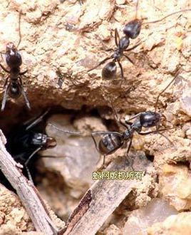 扁平虹臭蚁 (动物)