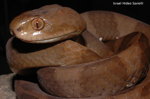 食蛞蝓蛇 (动物)