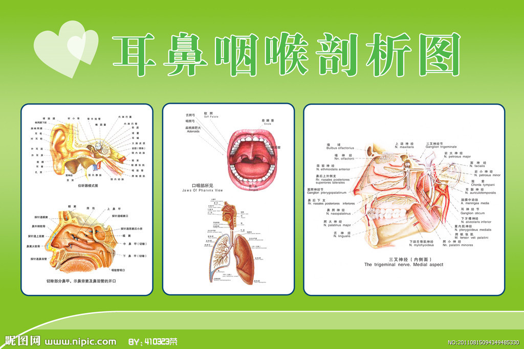 五官科(医学名词)所谓的五官,指的就是耳,眉,眼,鼻,口这五种人体