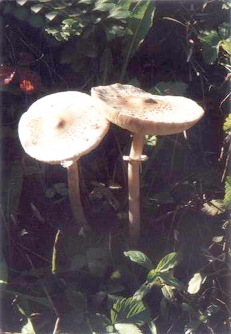 粉褶白环菇(菌物)