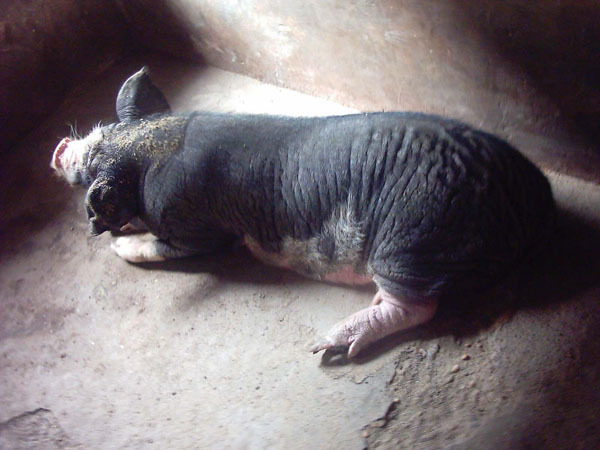 乐平花猪(动物)乐平花猪原产于江西乐平市,分布于