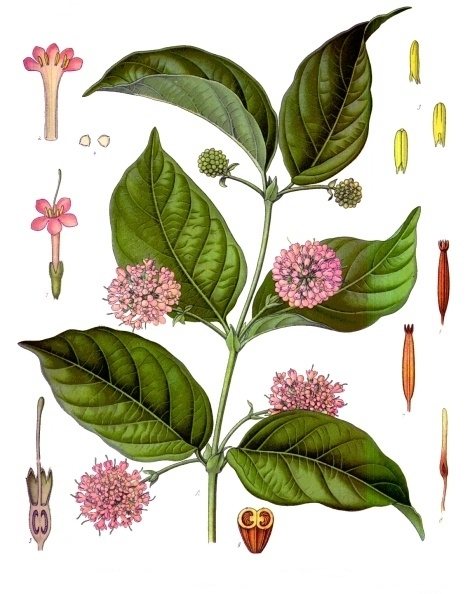 钩藤属(植物)_技点事件_技点网(植物)