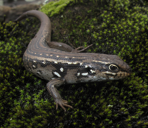 吴氏岩蜥(其他生物相关)