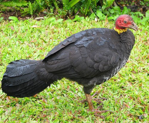 冢雉(動物)