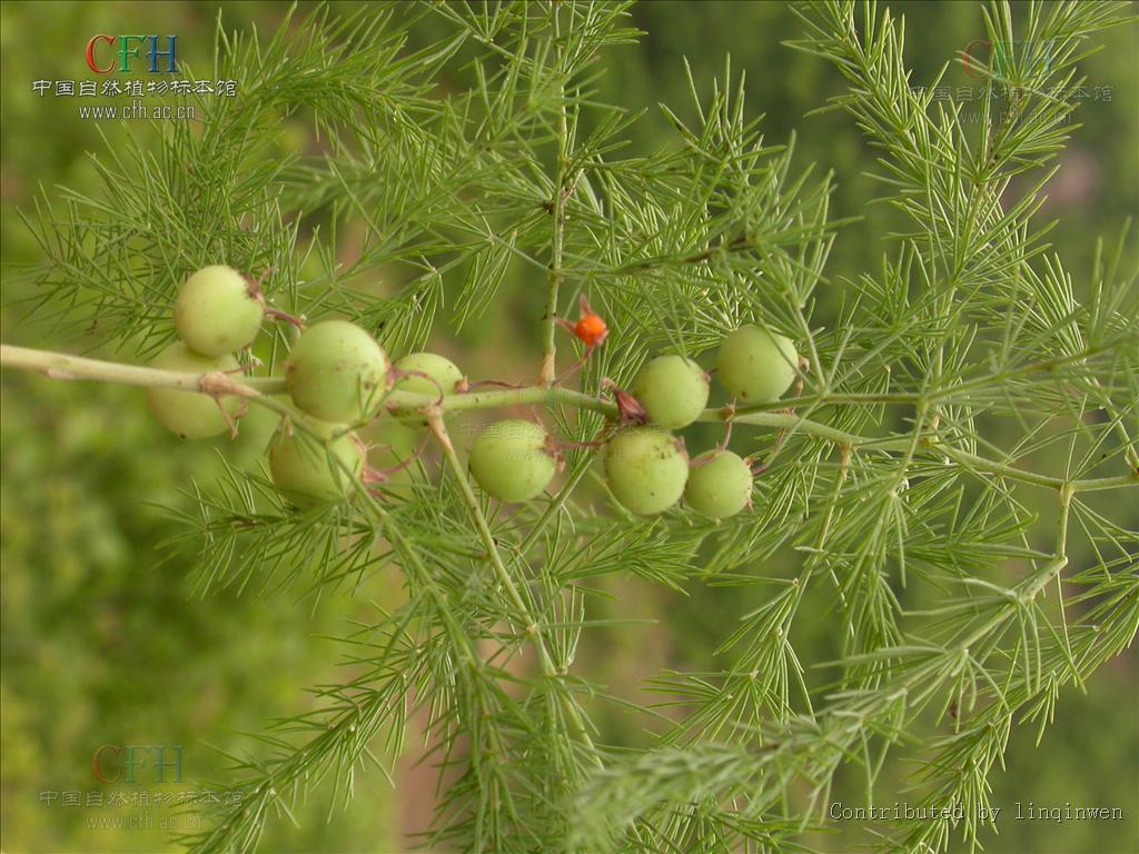 南玉带(其他生物相关)