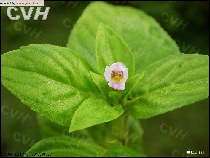 野生水八角草图片