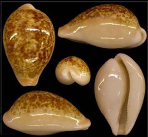 西非玛瑙宝螺动物