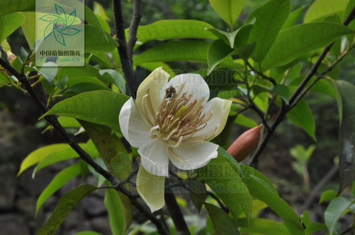 长蕊木兰属(植物)
