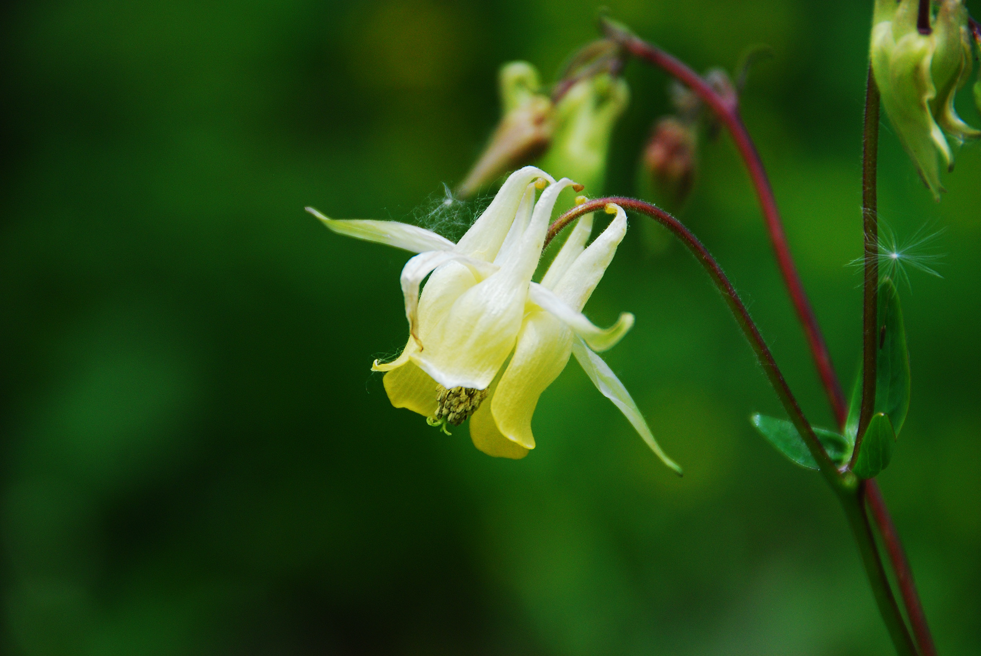 尖萼漏斗菜 (植物)