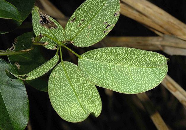 斑叶野木瓜(植物)