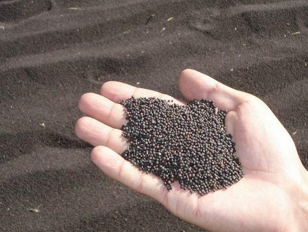 菜籽(化工产品)