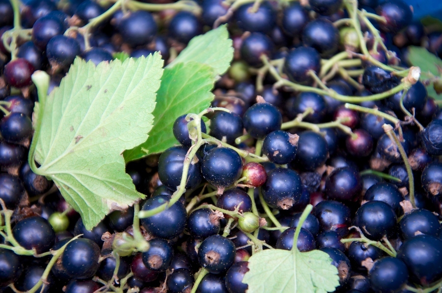 黑加倫(植物)黑加侖學名黑穗醋栗(ribes nigrum l.