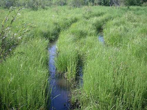 草本沼泽(其他生物学相关)