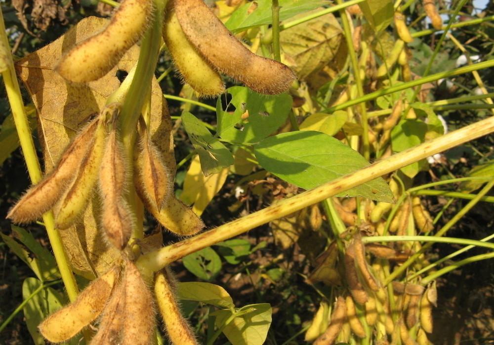 合农61号植物农学