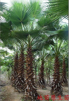 华棕(植物)丝葵(学名:washingtoniafilifera)俗称老人葵,别名加州蒲葵