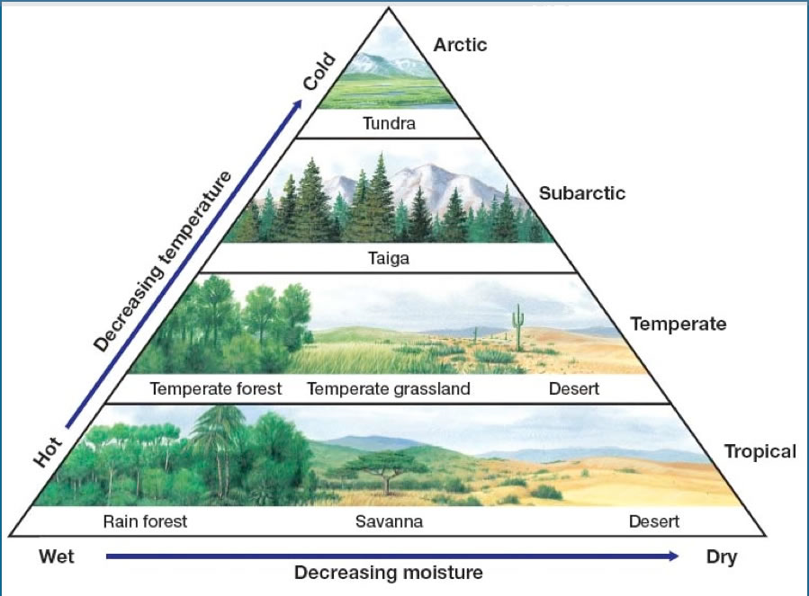 生物群系其他生物相关
