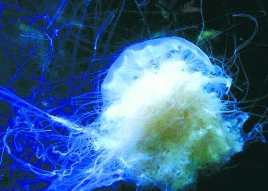 白色霞水母 (动物)