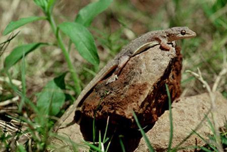 原尾蜥虎 (其他人物相关)