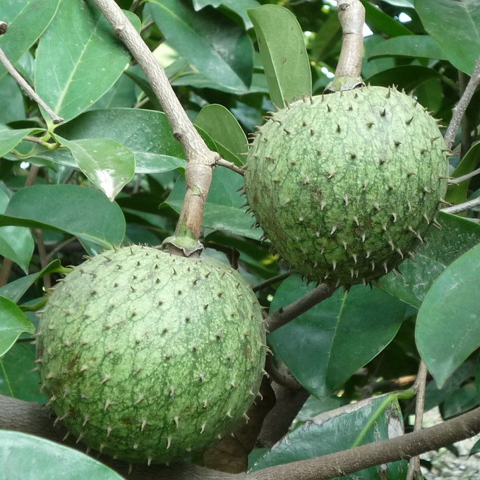 山刺番荔枝植物