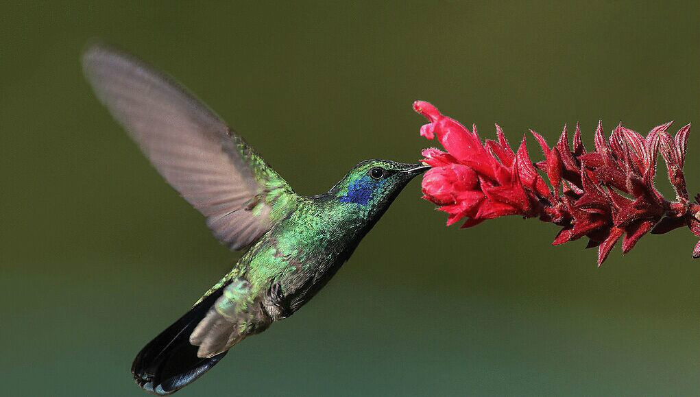 娇蜂鸟(其他生物相关)_技点百科
