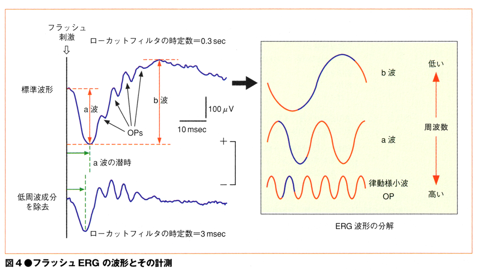 视网膜电图其他生物相关
