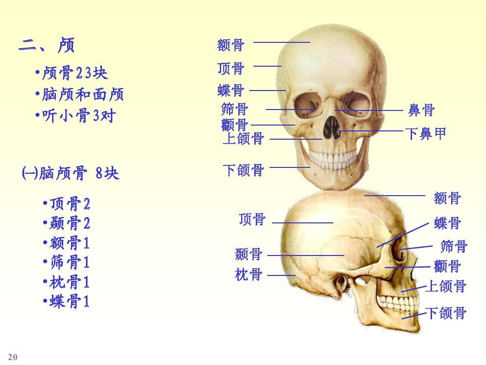 脑~腔.颅:即头骨.由脑颅骨与面颅骨组成.