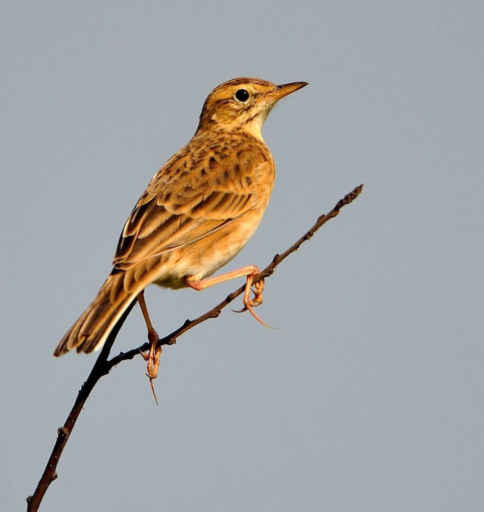 布氏鹨其他生物相关