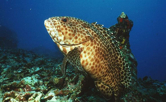 花點石斑魚其他生物相關