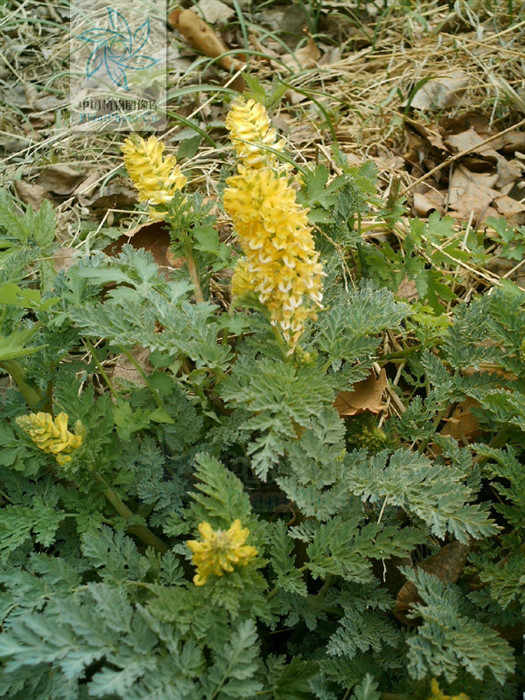 珠果黄堇 (植物)