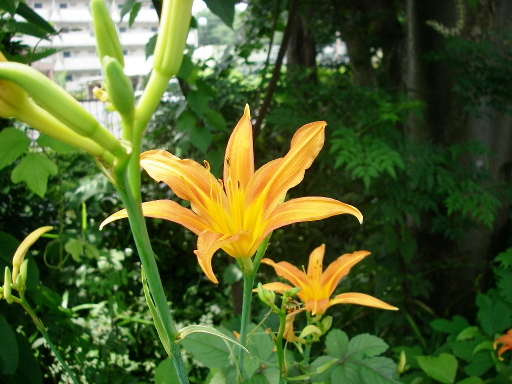 是多年生草本植物,有"金针","黄花菜","忘忧草"等别名