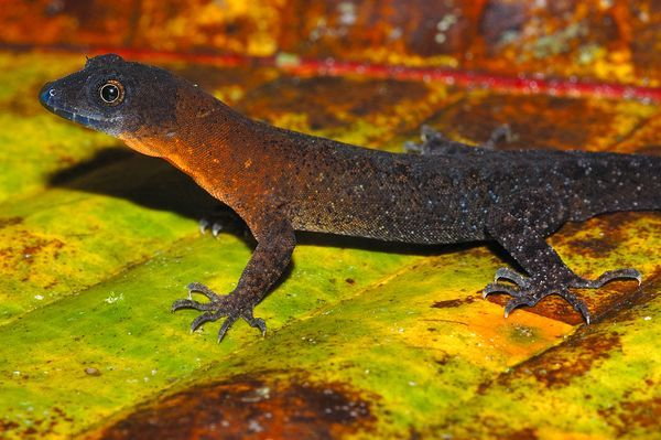 侏儒壁虎(动物)