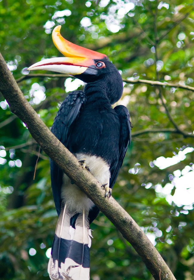 马来犀鸟 (动物)