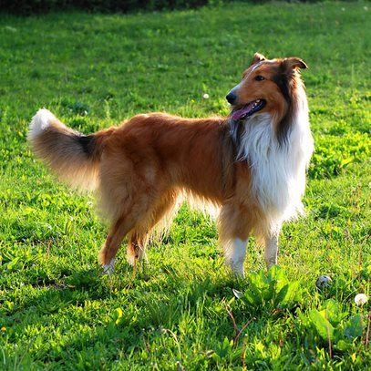 苏格兰牧羊犬(动物)苏格兰牧羊犬,俗称苏牧也叫柯利犬.