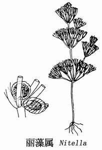 轮藻纲 (其他生物相关)