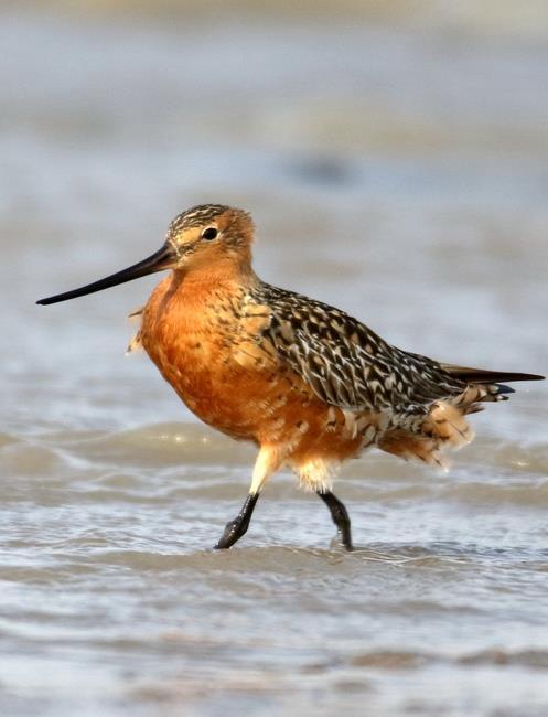 (动物)红腹滨鹬(学名:calidris canutus),是鹬科,滨鹬属的小型涉禽,体